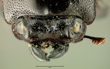 Media type: image;   Entomology 29591 Aspect: head dorsal view
